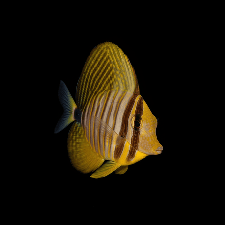 Desjardini Sailfin Tang