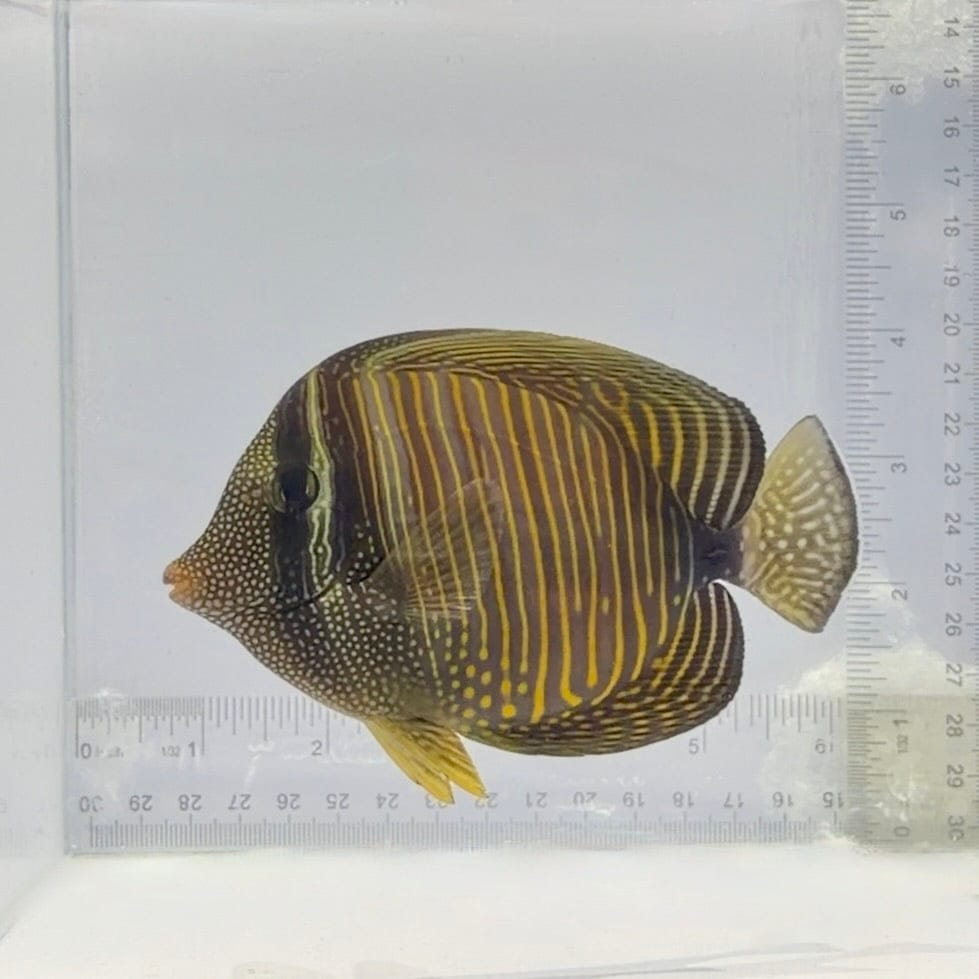 Desjardini Sailfin Tang