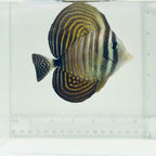 Desjardini Sailfin Tang