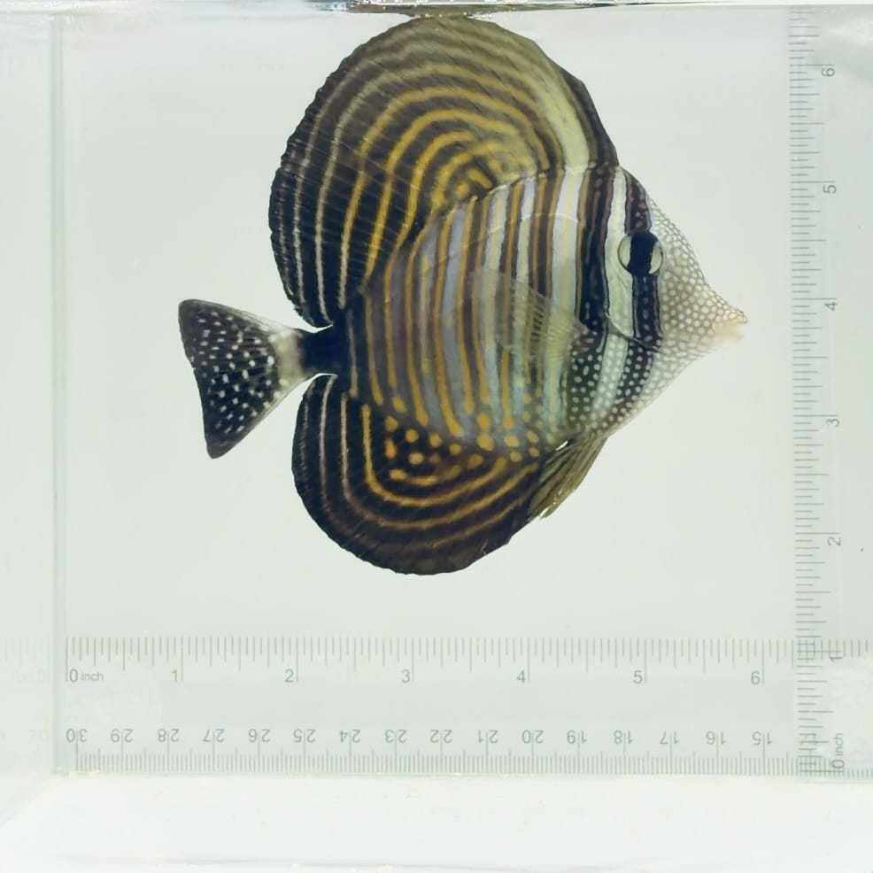 Desjardini Sailfin Tang