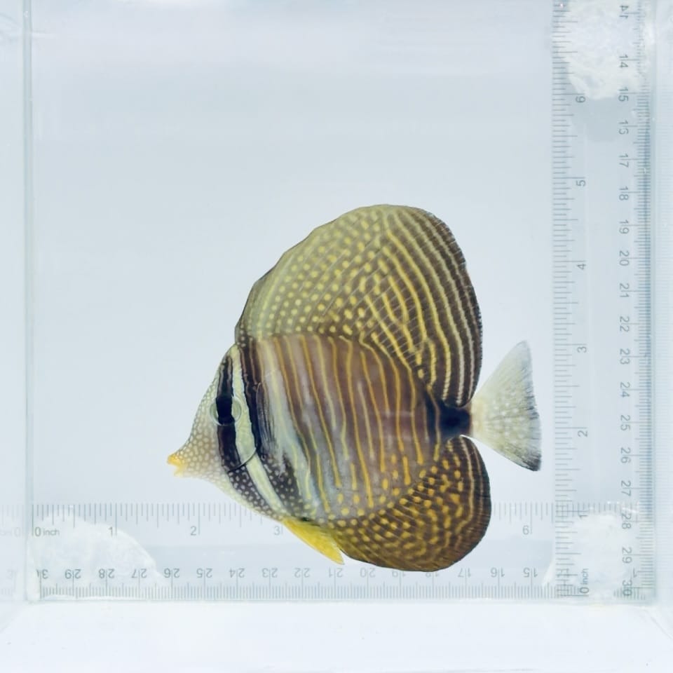 Desjardini Sailfin Tang
