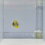 Desjardini Sailfin Tang Fish