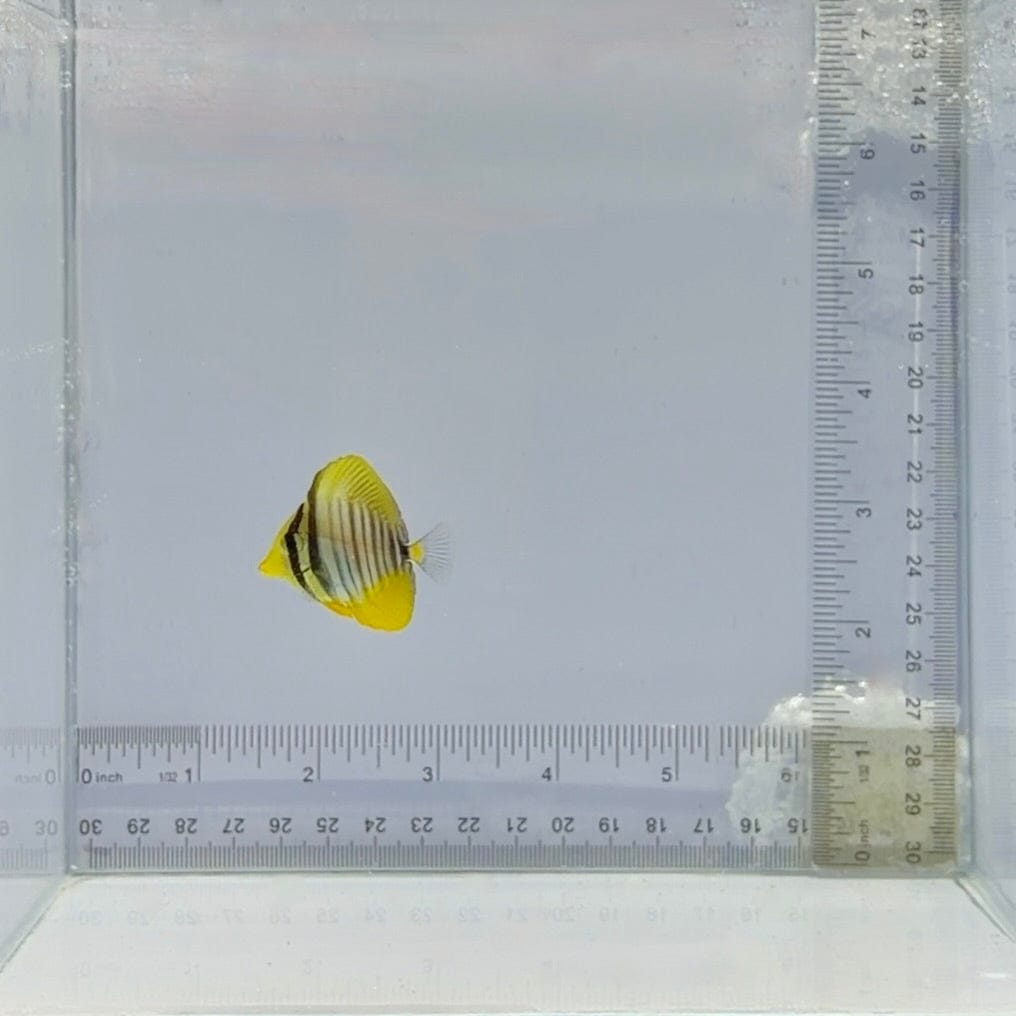 Desjardini Sailfin Tang Fish