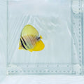 Desjardini Sailfin Tang Fish