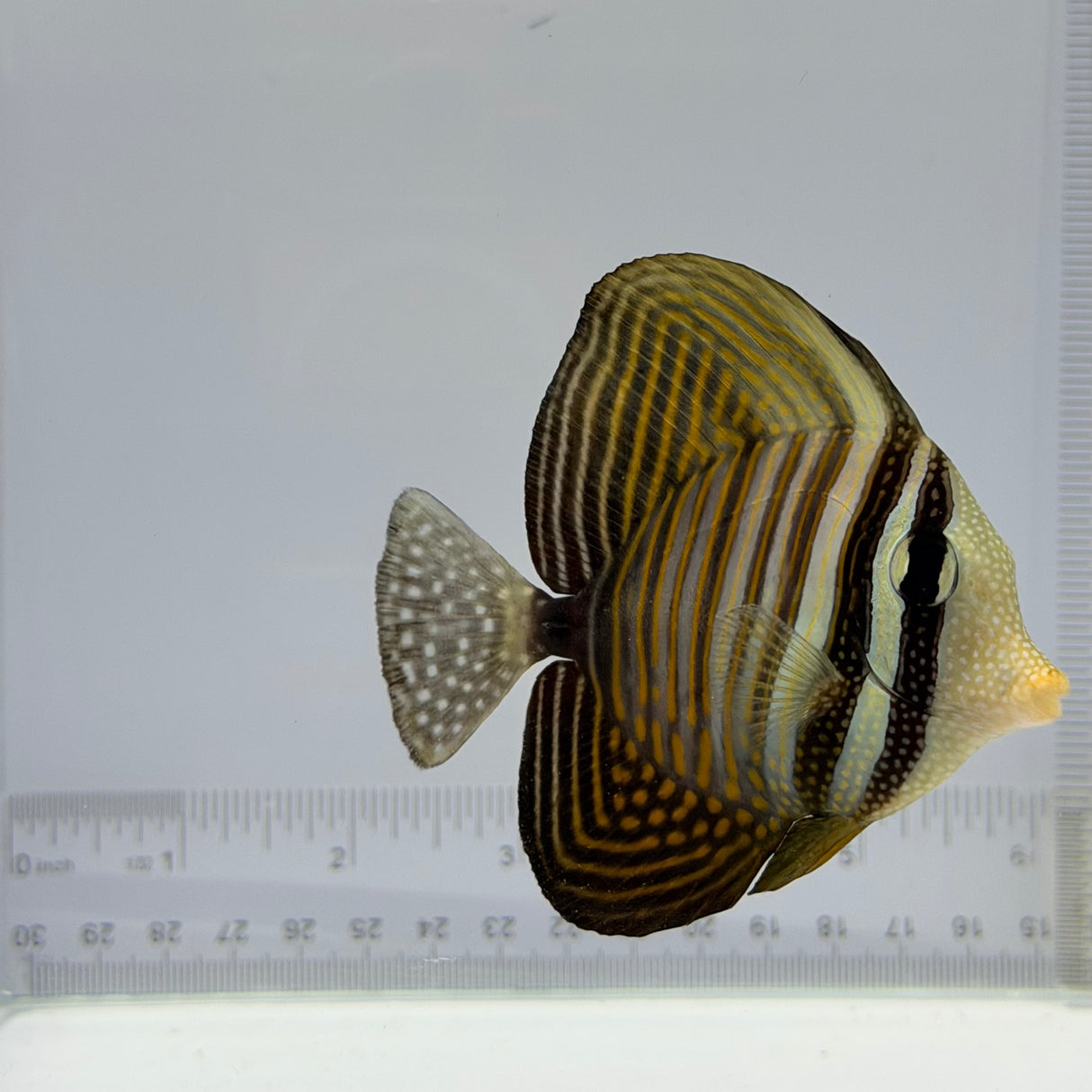 Desjardini Sailfin Tang Fish – Zebrasoma desjardinii
