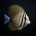 Desjardini Sailfin Tang Standard / T (<1.75")