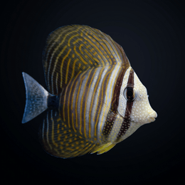 Desjardini Sailfin Tang Standard / T (<1.75")