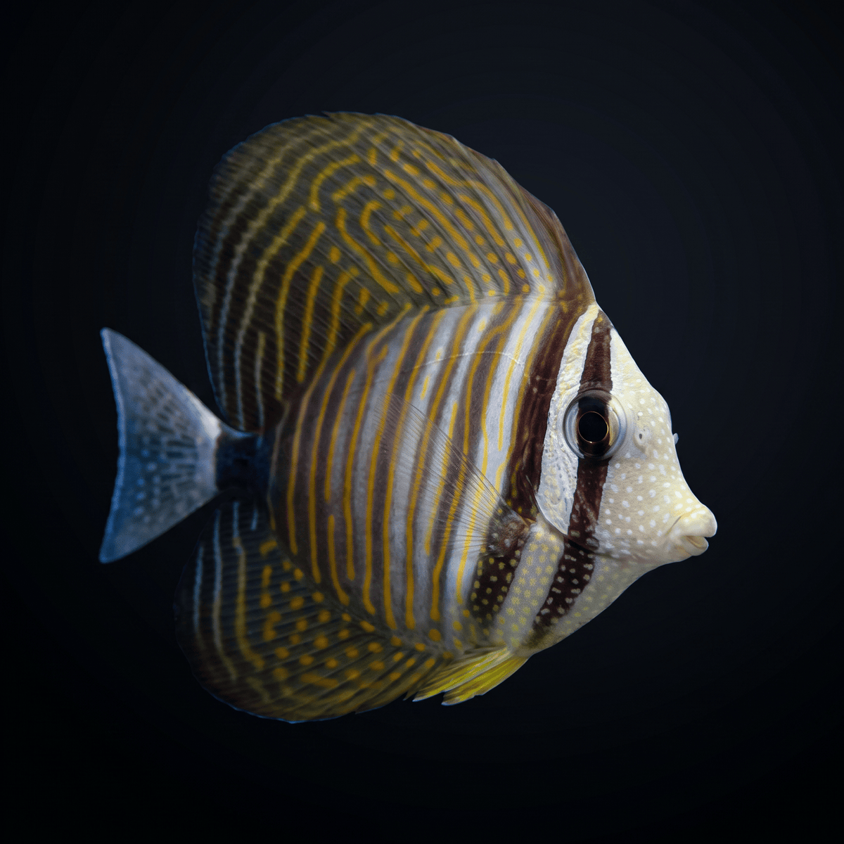 Desjardini Sailfin Tang Standard / T (<1.75")
