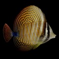 Desjardini Sailfin Tang - Zebrasoma desjardini
