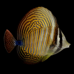 Desjardini Sailfin Tang - Zebrasoma desjardini