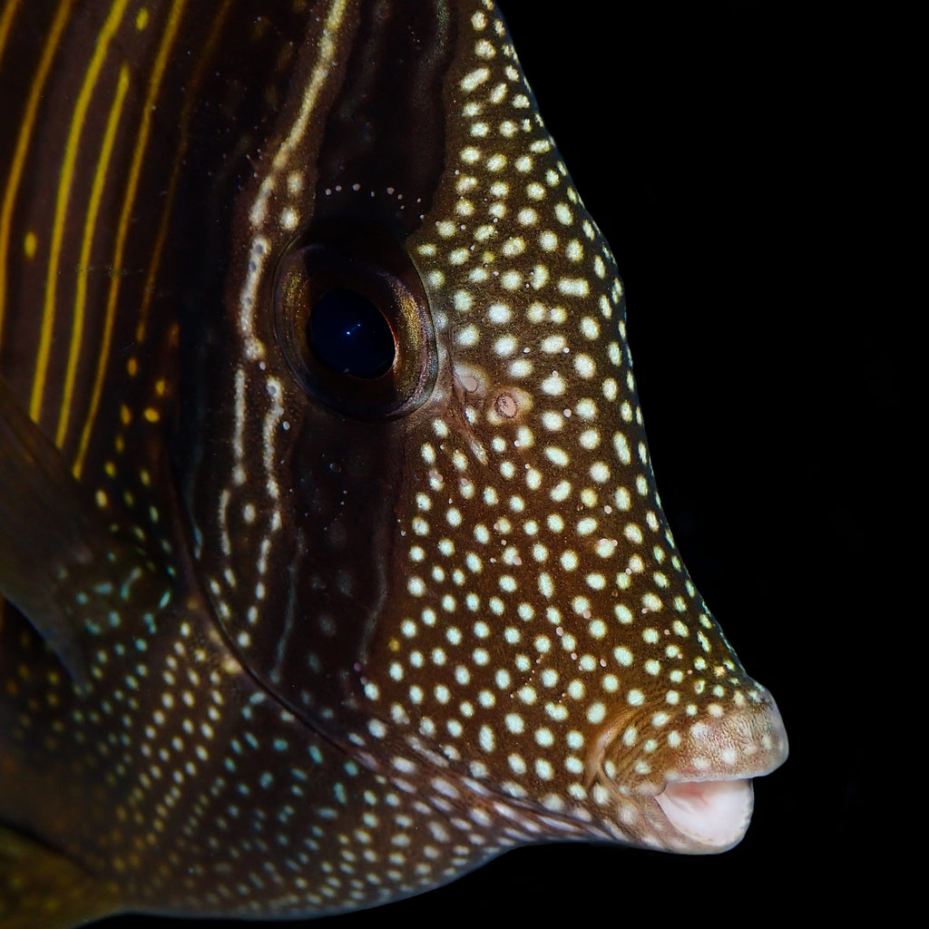 Desjardini Sailfin Tang - Zebrasoma desjardini