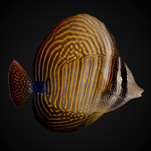 Desjardini Sailfin Tang - Zebrasoma desjardini