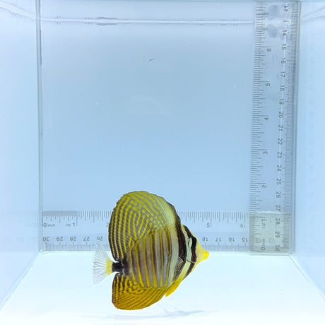 Desjardini Sailfin Tang — Zebrasoma desjardinii