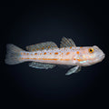 Diamond Goby