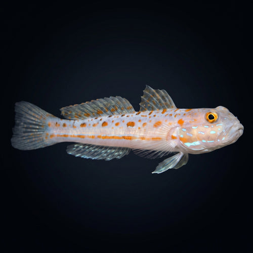 Diamond Goby