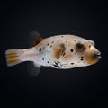 Dogface Puffer