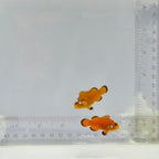 Domino Clownfish Pair