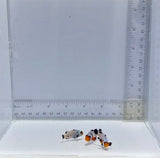 Domino Dalmation Trio Clownfish — Amphiprion ocellaris