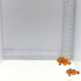 Domino Pair Clownfish — Amphiprion ocellaris