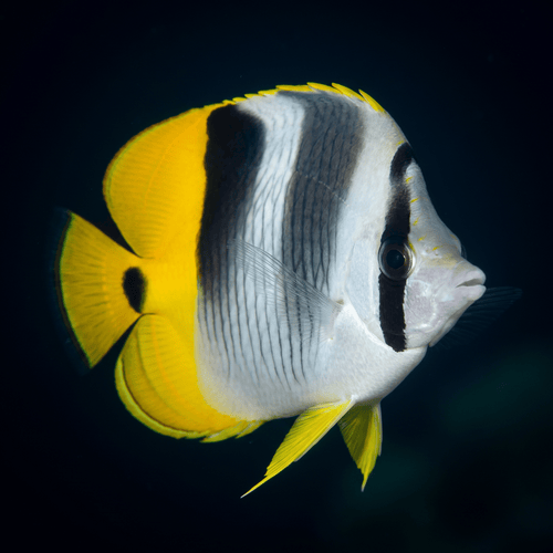 Double Saddle Butterflyfish