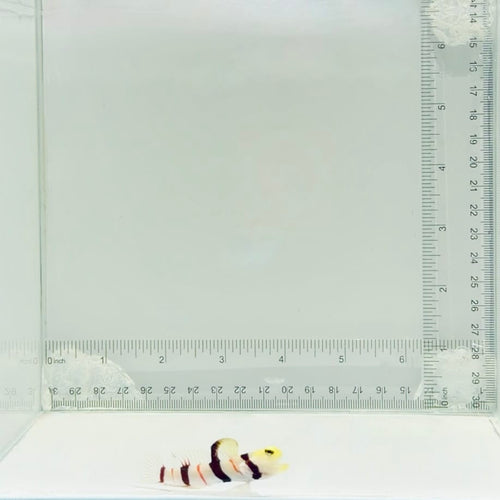 Dracula Goby Fish