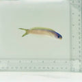 Dusky Tilefish