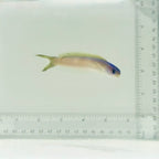 Dusky Tilefish