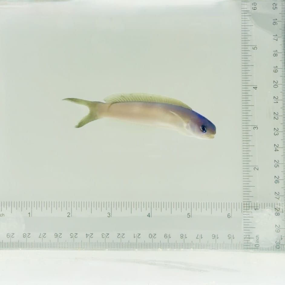 Dusky Tilefish