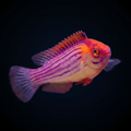 Earle's Fairy Wrasse - Male