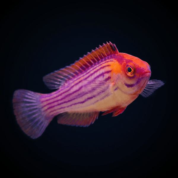 Earle's Fairy Wrasse - Male