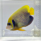 Emperor Angelfish