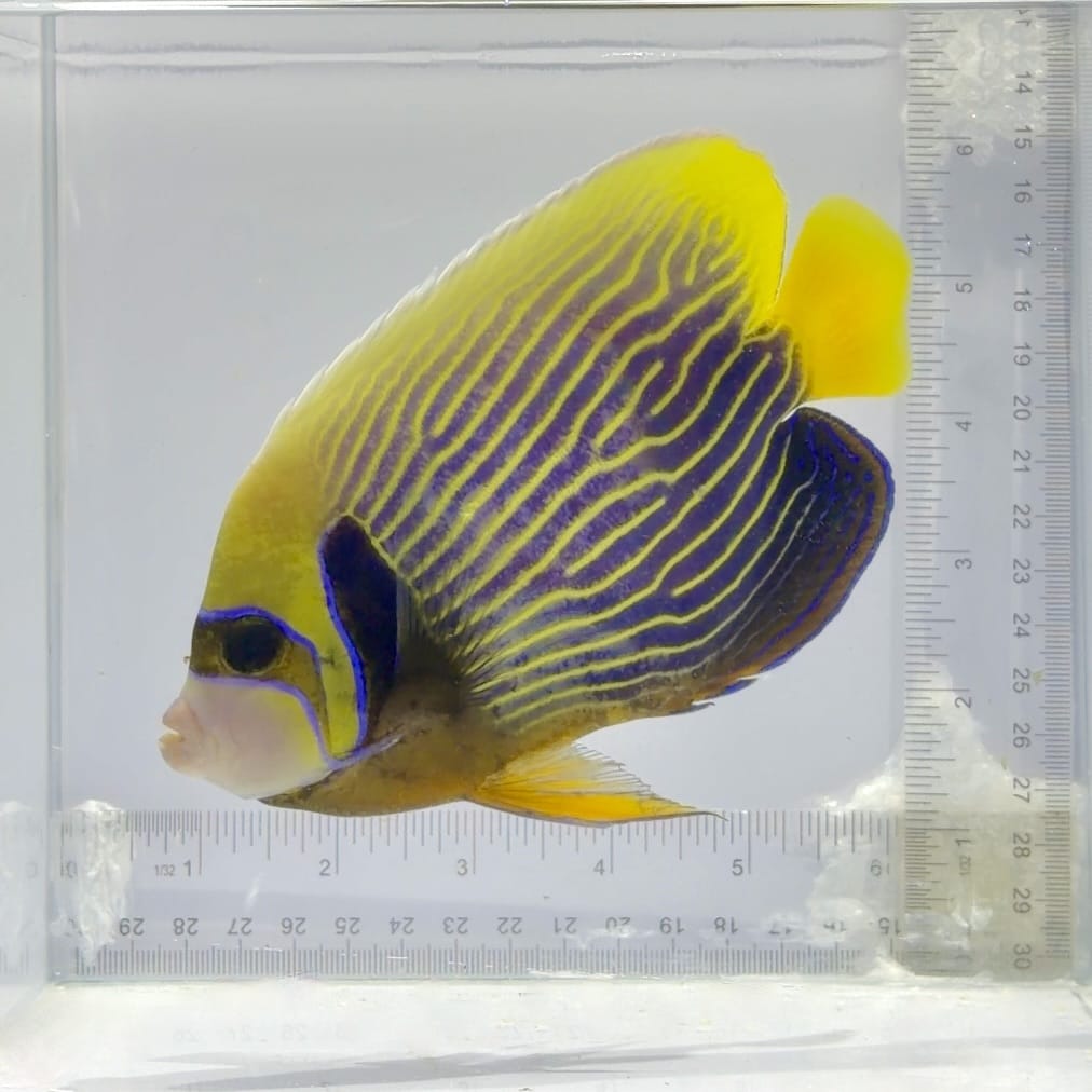Emperor Angelfish