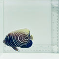 Emperor Angelfish