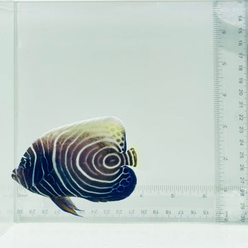 Emperor Angelfish