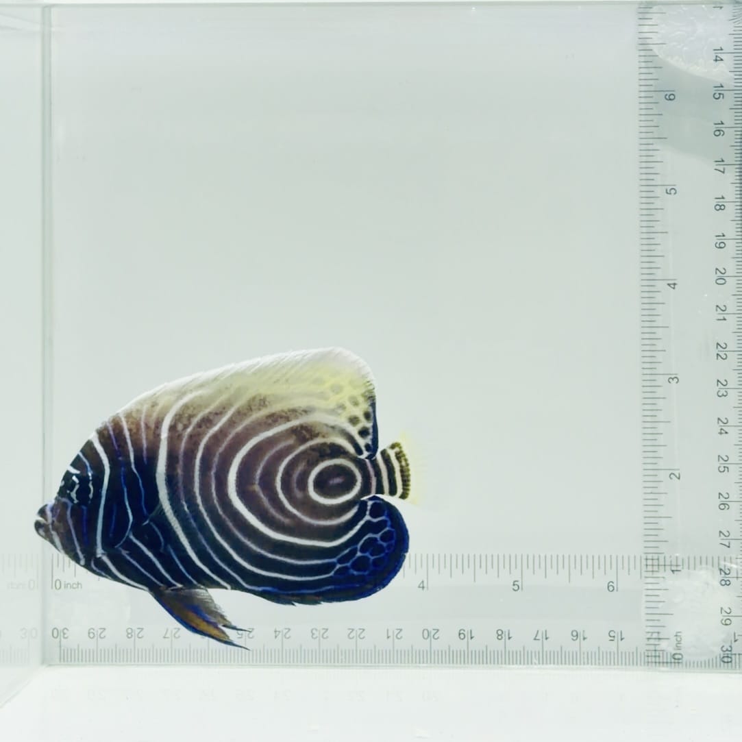 Emperor Angelfish