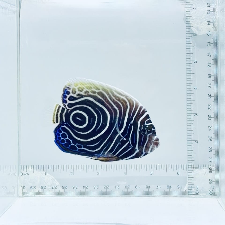 Emperor Angelfish