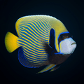 Emperor Angelfish