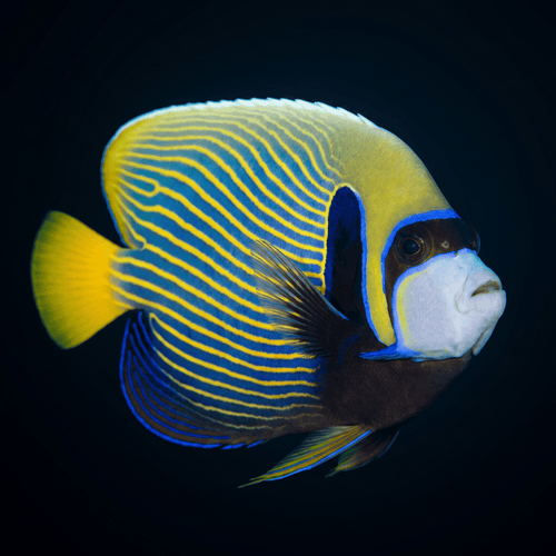 Emperor Angelfish