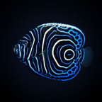 Emperor Angelfish - Juvenile