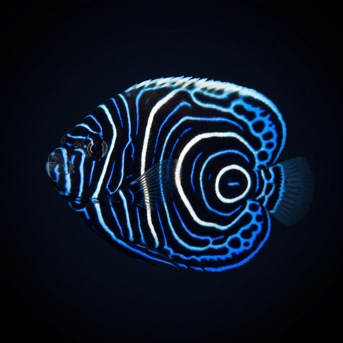 Emperor Angelfish - Juvenile