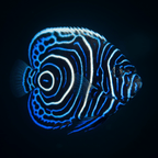 Emperor Angelfish - Juvenile