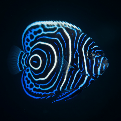 Emperor Angelfish - Juvenile