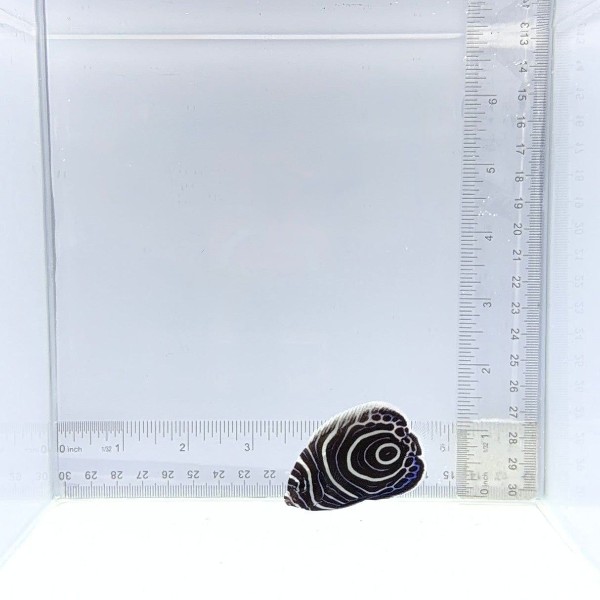 Emperor Angelfish — Juvenile — Pomacanthus imperator