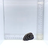 Emperor Angelfish — Juvenile — Pomacanthus imperator