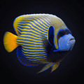 Emperor Angelfish - Orangetail - Red Sea