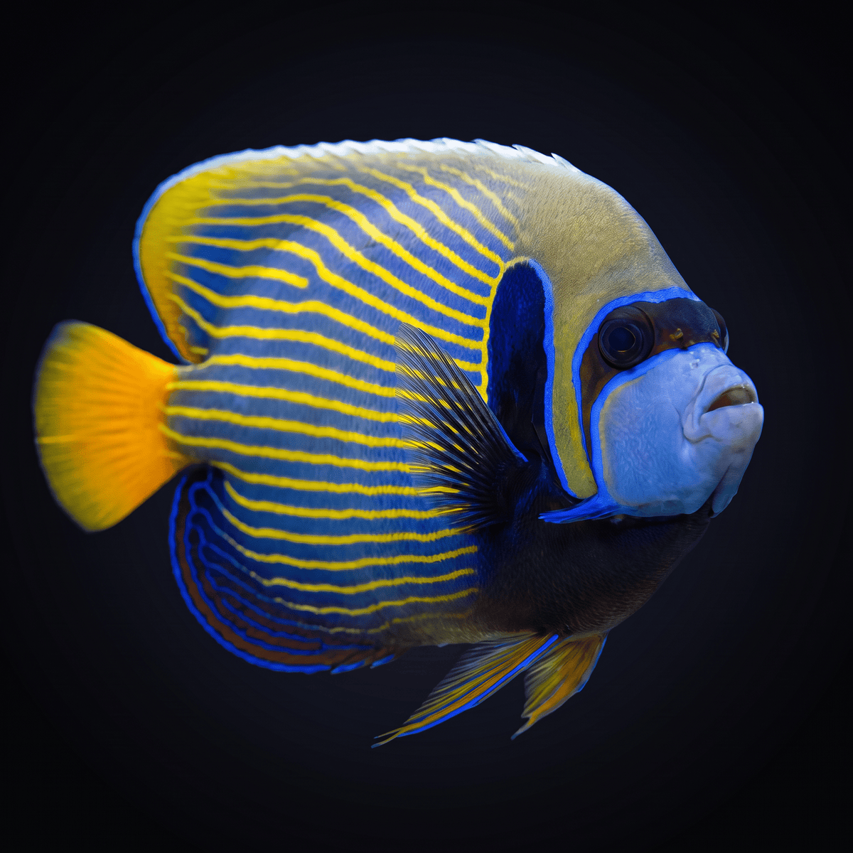 Emperor Angelfish - Orangetail - Red Sea