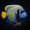 Emperor Angelfish - Orangetail - Xmas Is.