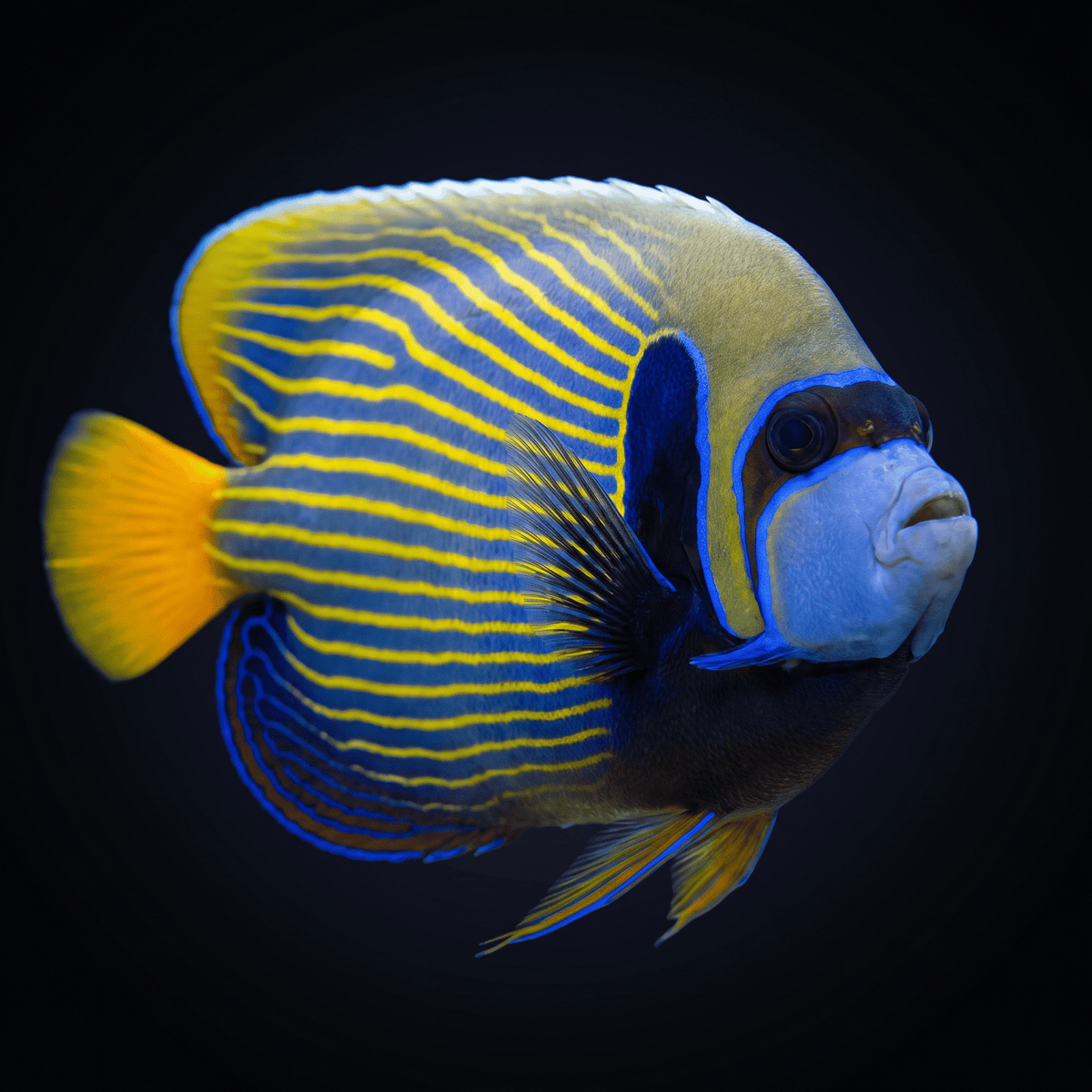 Emperor Angelfish - Orangetail - Xmas Is.