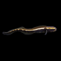 Engineer Goby