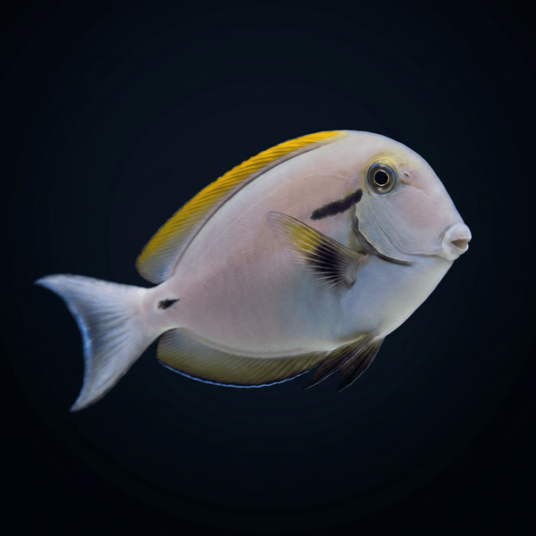 Epaulette Tang